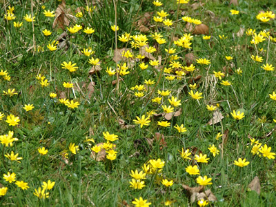 Celandines alongside the Edw